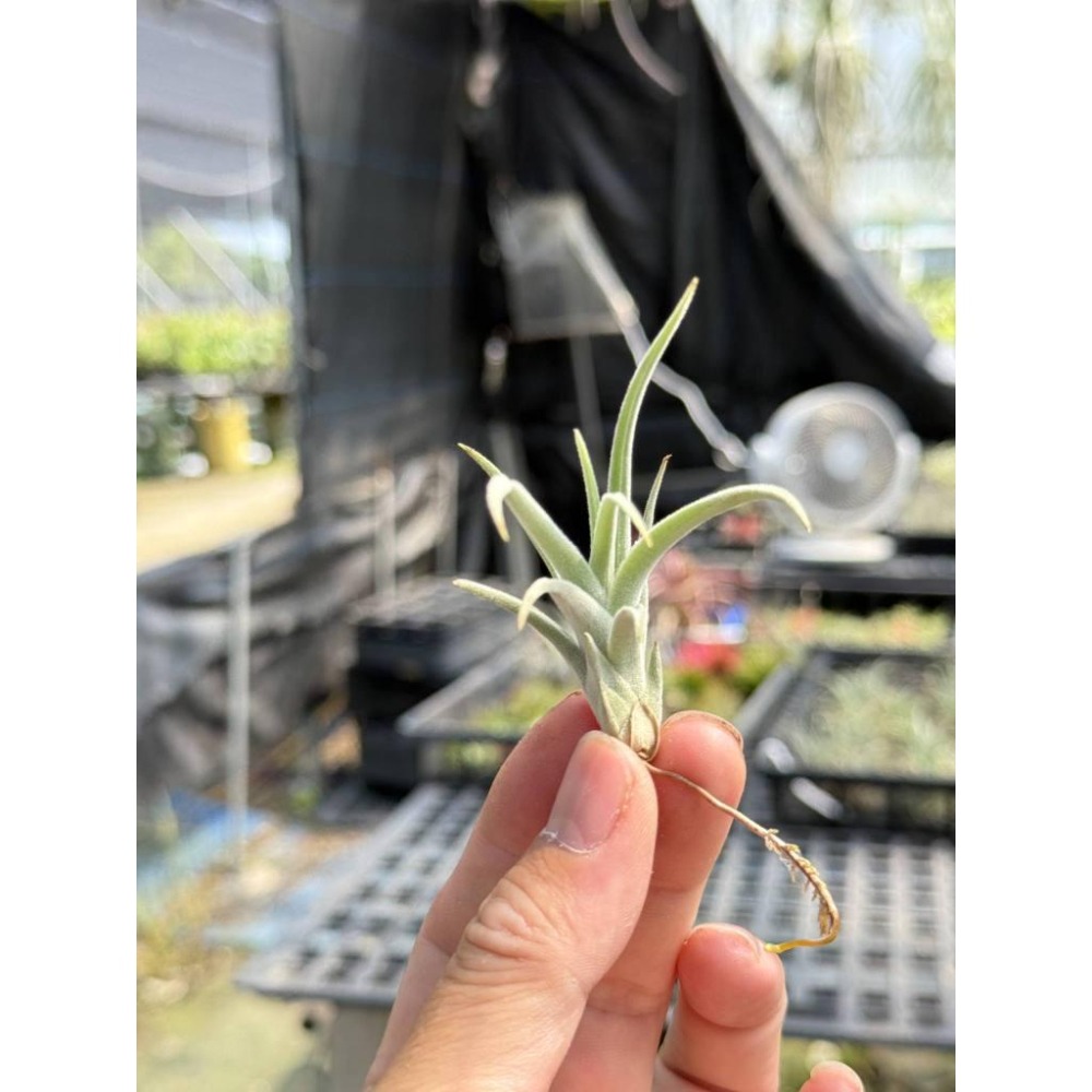 幸福貓「銀冰」 空氣鳳梨／空鳳（新手五星推薦入門款/植物/地表最強/送禮小物/交換小物/婚禮小物）-細節圖3