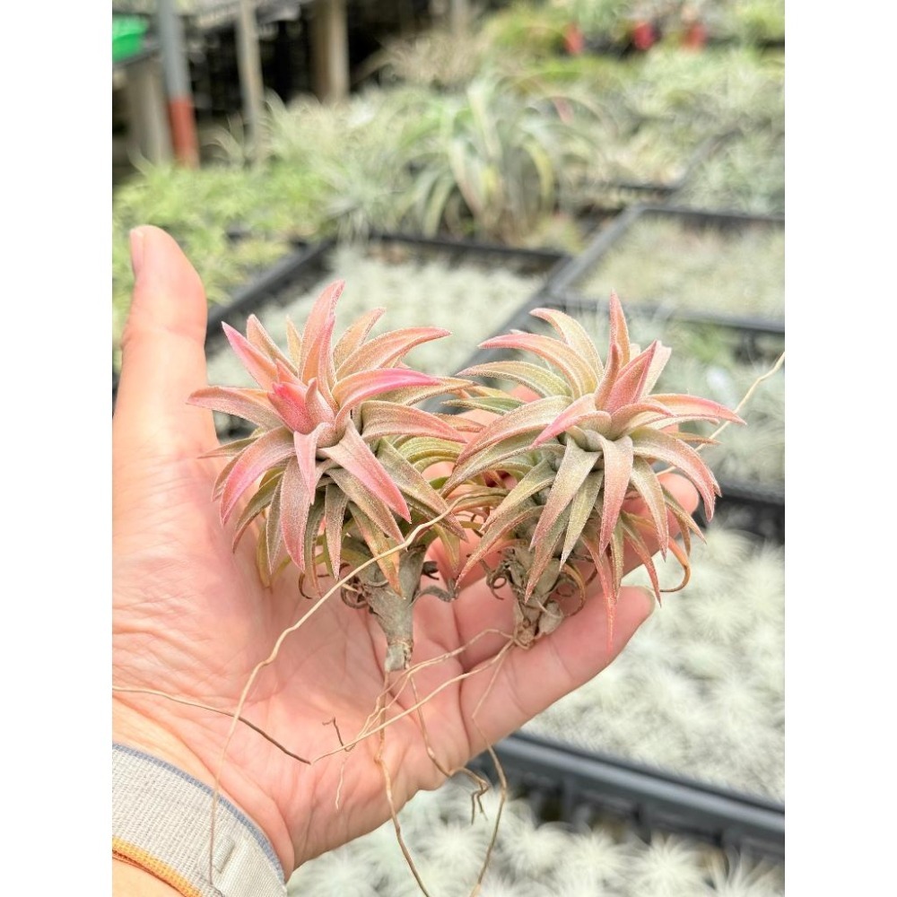 幸福貓「醬爆小精靈」 空氣鳳梨／空鳳（新手五星推薦入門款/植物/地表最強/送禮小物/交換小物/婚禮小物）-細節圖2