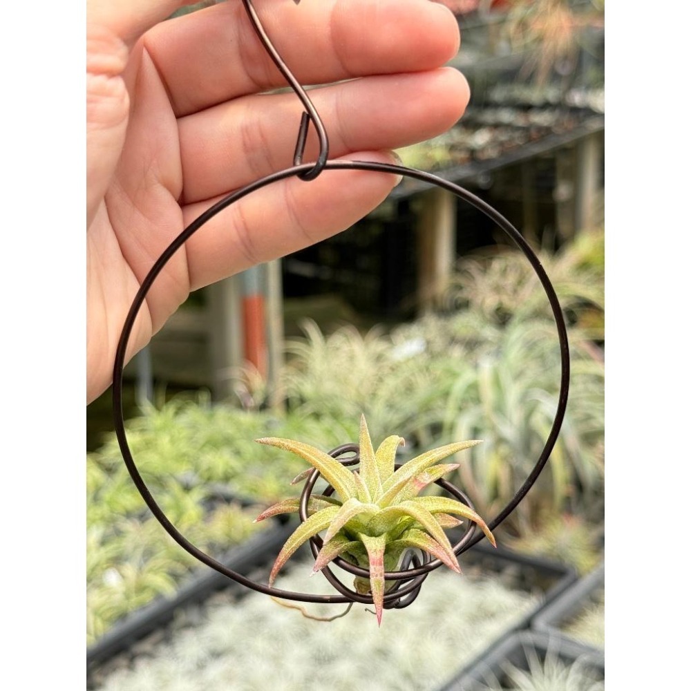 幸福貓「醬爆小精靈」 空氣鳳梨／空鳳（新手五星推薦入門款/植物/地表最強/送禮小物/交換小物/婚禮小物）-細節圖3