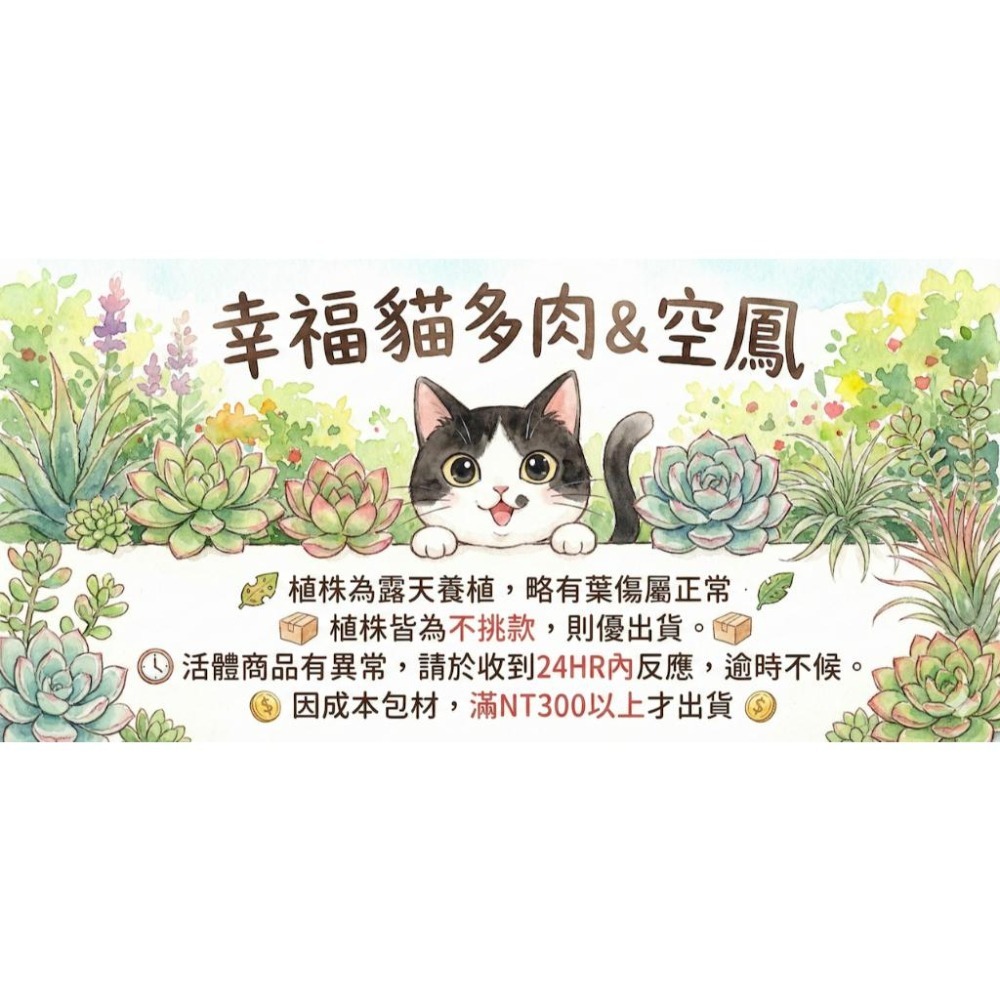 幸福貓「醬爆小精靈」 空氣鳳梨／空鳳（新手五星推薦入門款/植物/地表最強/送禮小物/交換小物/婚禮小物）-細節圖5