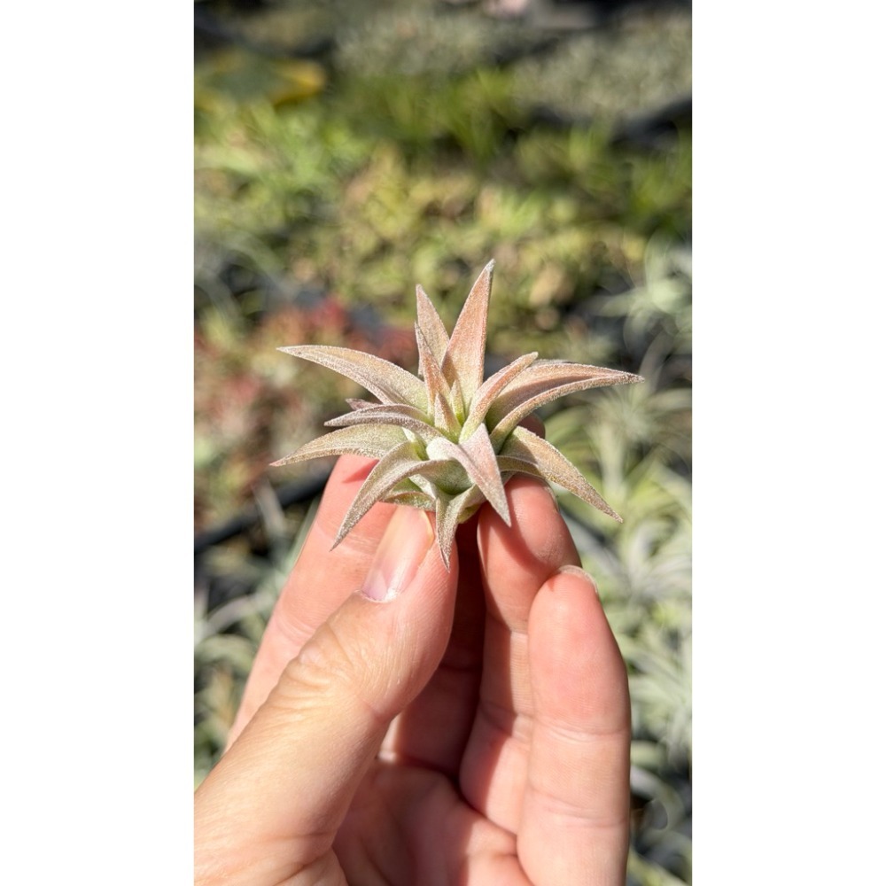 幸福貓「醬爆小精靈」 空氣鳳梨／空鳳（新手五星推薦入門款/植物/地表最強/送禮小物/交換小物/婚禮小物）-規格圖6