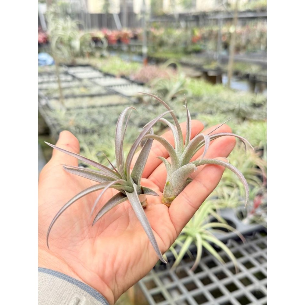 幸福貓「貝可利x噴泉」 空氣鳳梨／空鳳（新手五星推薦入門款/植物/地表最強/送禮小物/交換小物/婚禮小物）-細節圖3