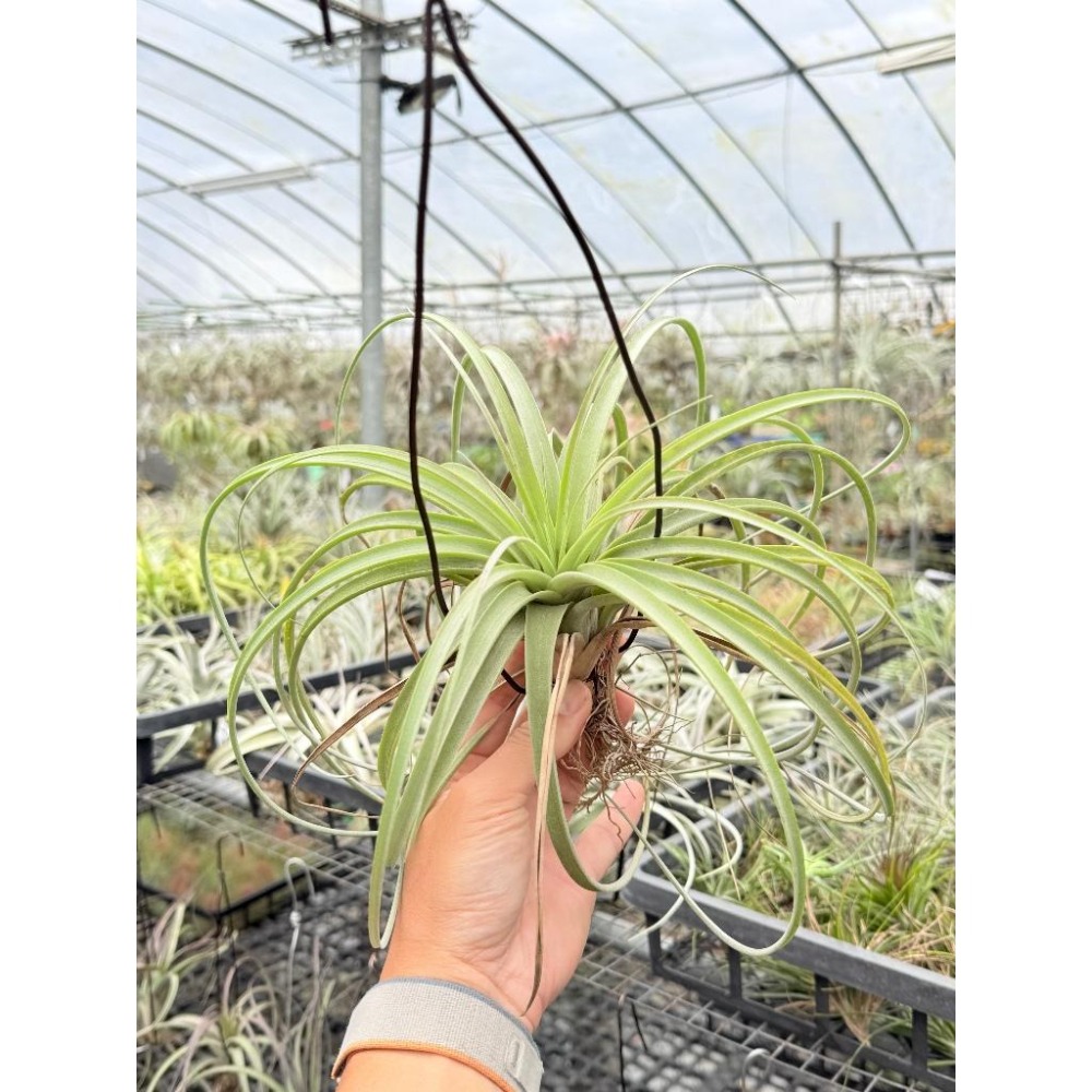 幸福貓「貝可利x噴泉」 空氣鳳梨／空鳳（新手五星推薦入門款/植物/地表最強/送禮小物/交換小物/婚禮小物）-細節圖4