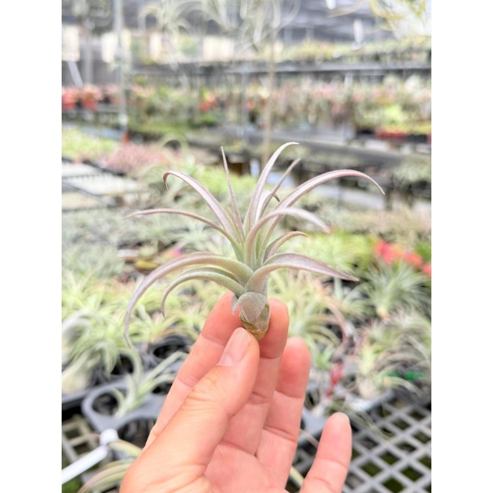 幸福貓「貝可利x噴泉」 空氣鳳梨／空鳳（新手五星推薦入門款/植物/地表最強/送禮小物/交換小物/婚禮小物）-細節圖2