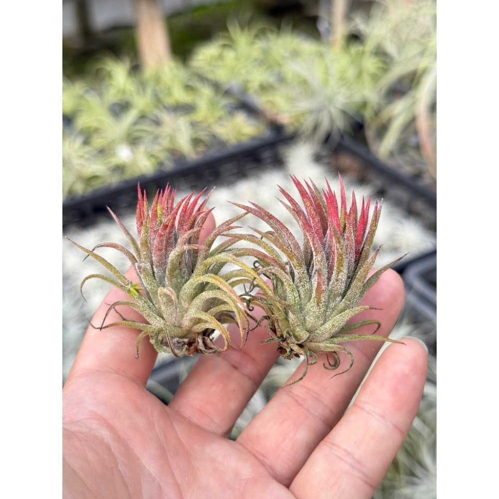 幸福貓「泰國＃華美小精靈」 空氣鳳梨／空鳳（新手五星推薦入門款/植物/地表最強/送禮小物/交換小物/婚禮小物）-細節圖2