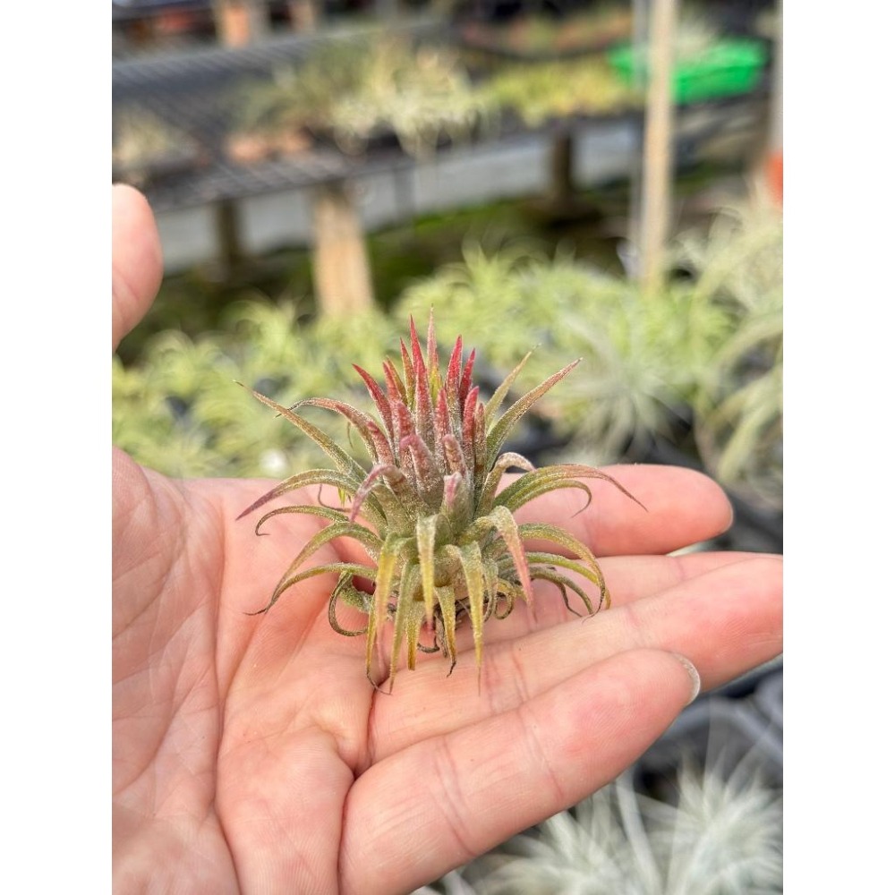 幸福貓「泰國＃華美小精靈」 空氣鳳梨／空鳳（新手五星推薦入門款/植物/地表最強/送禮小物/交換小物/婚禮小物）-細節圖3