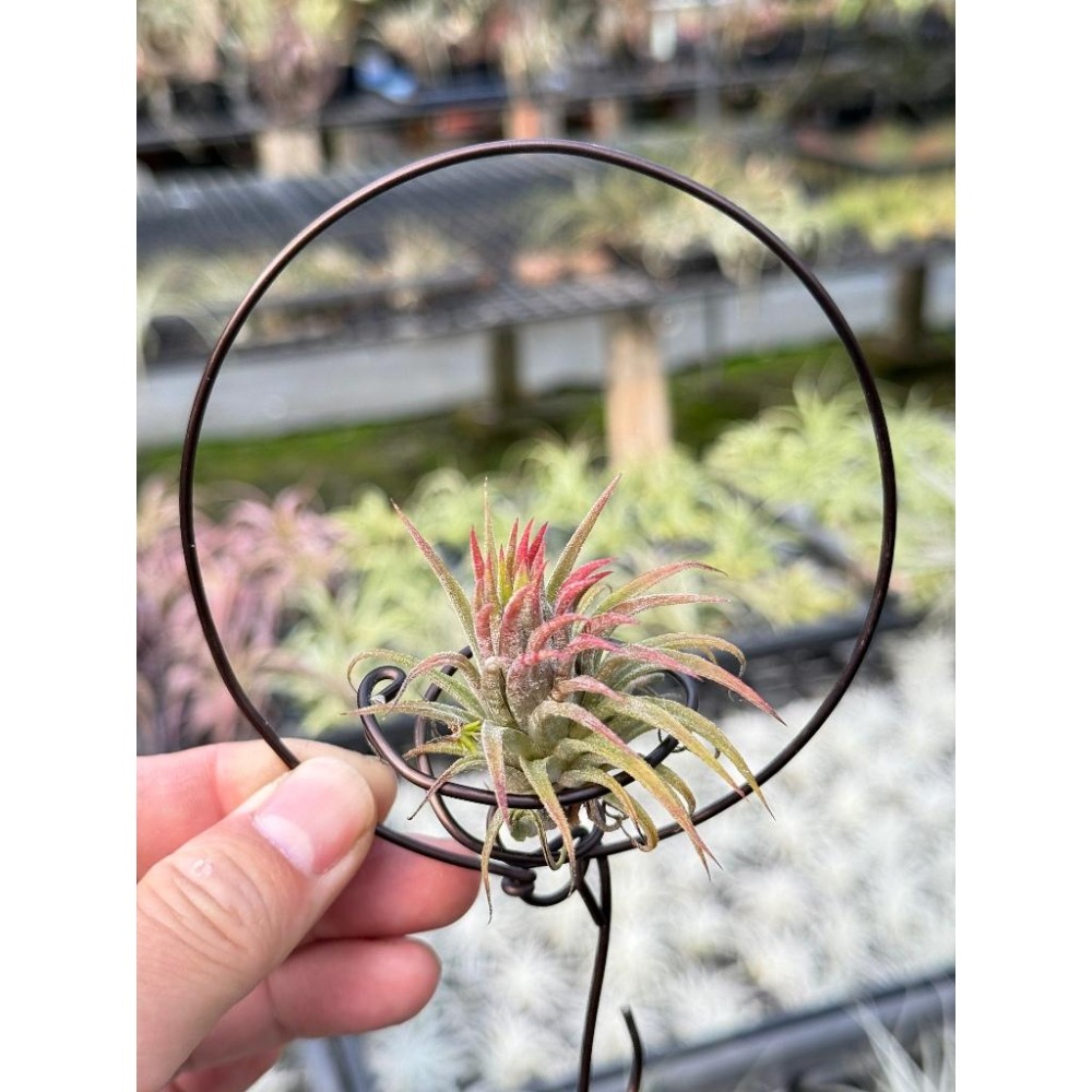 幸福貓「泰國＃華美小精靈」 空氣鳳梨／空鳳（新手五星推薦入門款/植物/地表最強/送禮小物/交換小物/婚禮小物）-細節圖4