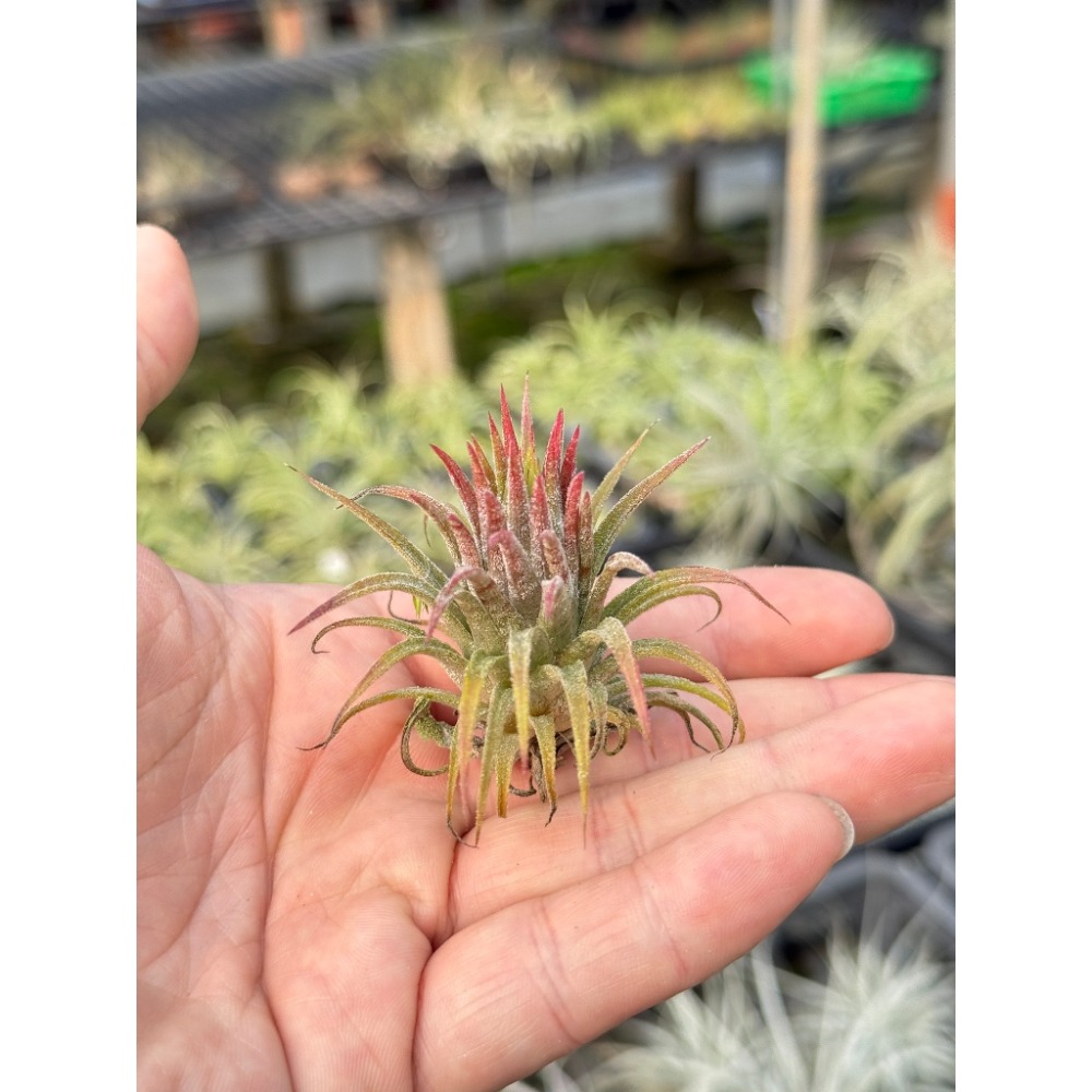 幸福貓「泰國＃華美小精靈」 空氣鳳梨／空鳳（新手五星推薦入門款/植物/地表最強/送禮小物/交換小物/婚禮小物）-規格圖6