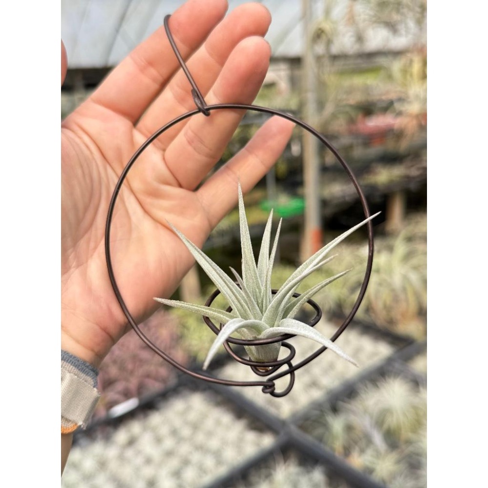 幸福貓「白星」 空氣鳳梨／空鳳（新手五星推薦入門款/植物/地表最強/送禮小物/交換小物/婚禮小物）-細節圖2