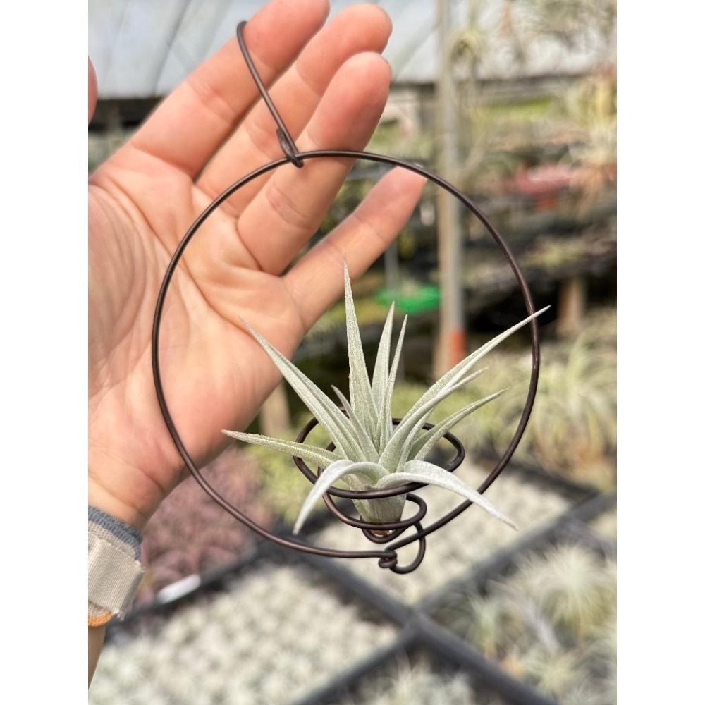 幸福貓「白星」 空氣鳳梨／空鳳（新手五星推薦入門款/植物/地表最強/送禮小物/交換小物/婚禮小物）-細節圖2