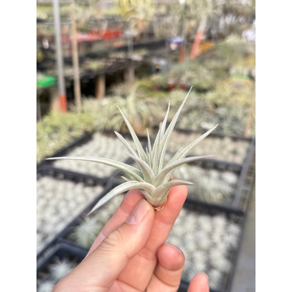 幸福貓「白星」 空氣鳳梨／空鳳（新手五星推薦入門款/植物/地表最強/送禮小物/交換小物/婚禮小物）-規格圖4