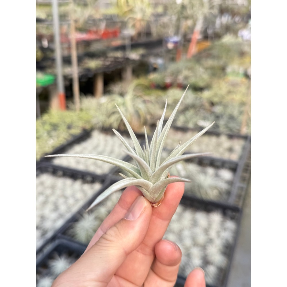 幸福貓「白星」 空氣鳳梨／空鳳（新手五星推薦入門款/植物/地表最強/送禮小物/交換小物/婚禮小物）-規格圖4