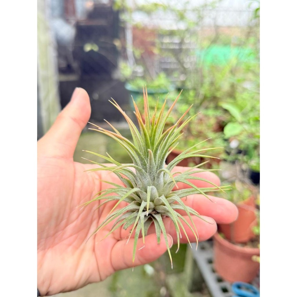 幸福貓「菲律賓 龍精靈」空氣鳳梨／空鳳（植物/地表最強/送禮小物/交換小物/婚禮小物）-細節圖2