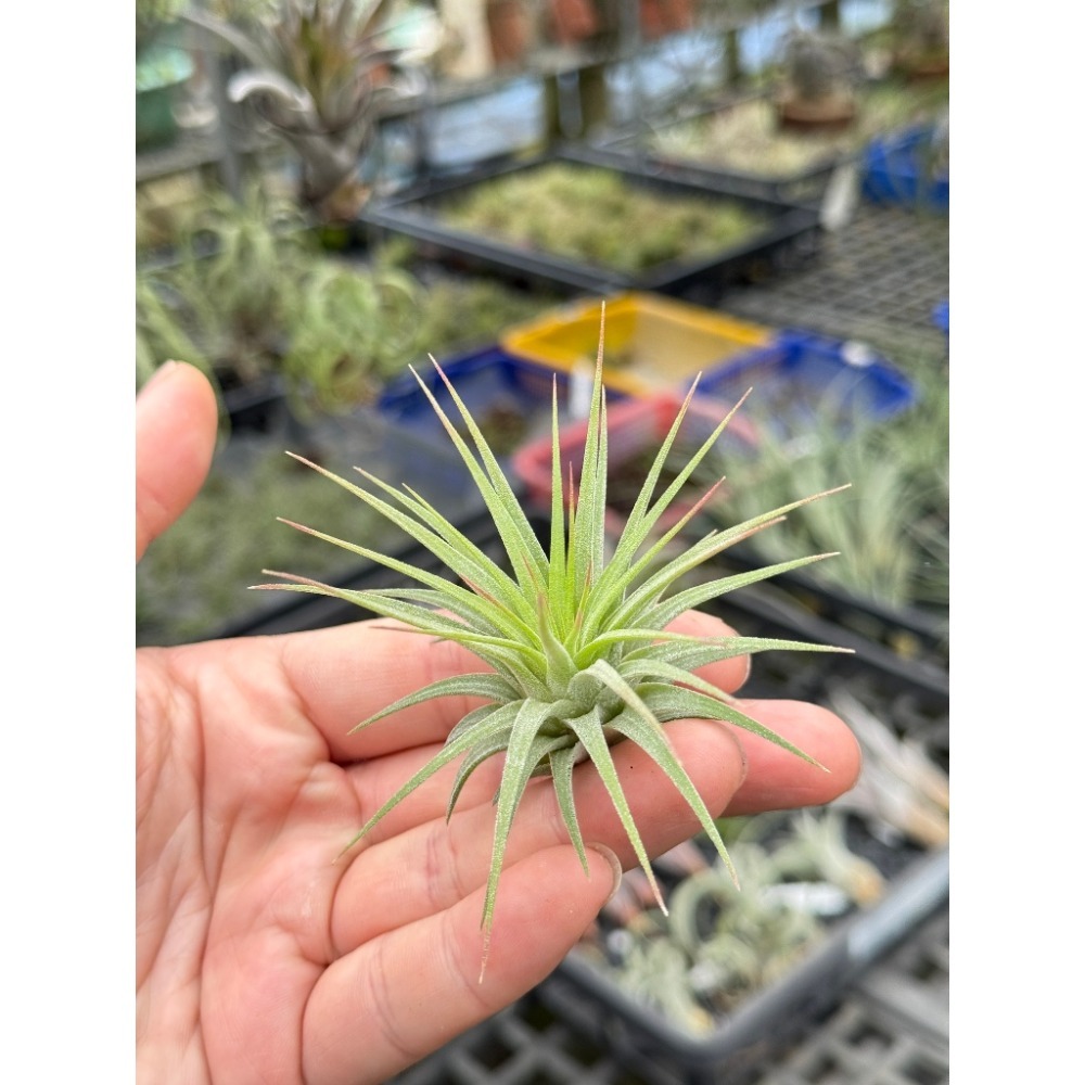 幸福貓「菲律賓 龍精靈」空氣鳳梨／空鳳（植物/地表最強/送禮小物/交換小物/婚禮小物）-規格圖5