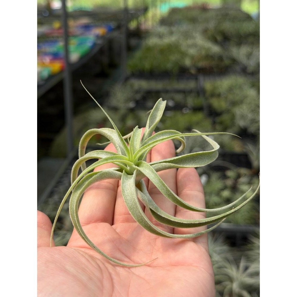 幸福貓「卡地可樂x紫衣」 空氣鳳梨／空鳳（新手五星推薦入門款/植物/地表最強/送禮小物/交換小物/婚禮小物）-細節圖2