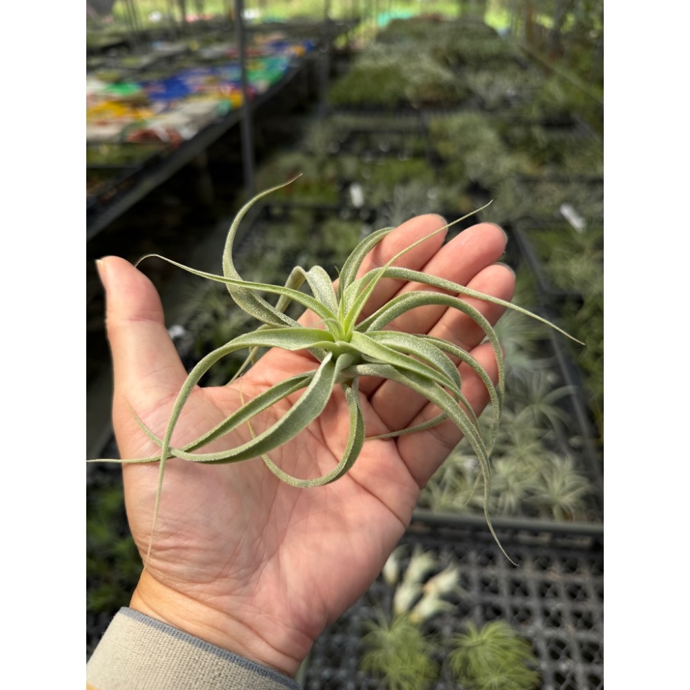 幸福貓「卡地可樂x紫衣」 空氣鳳梨／空鳳（新手五星推薦入門款/植物/地表最強/送禮小物/交換小物/婚禮小物）-規格圖4