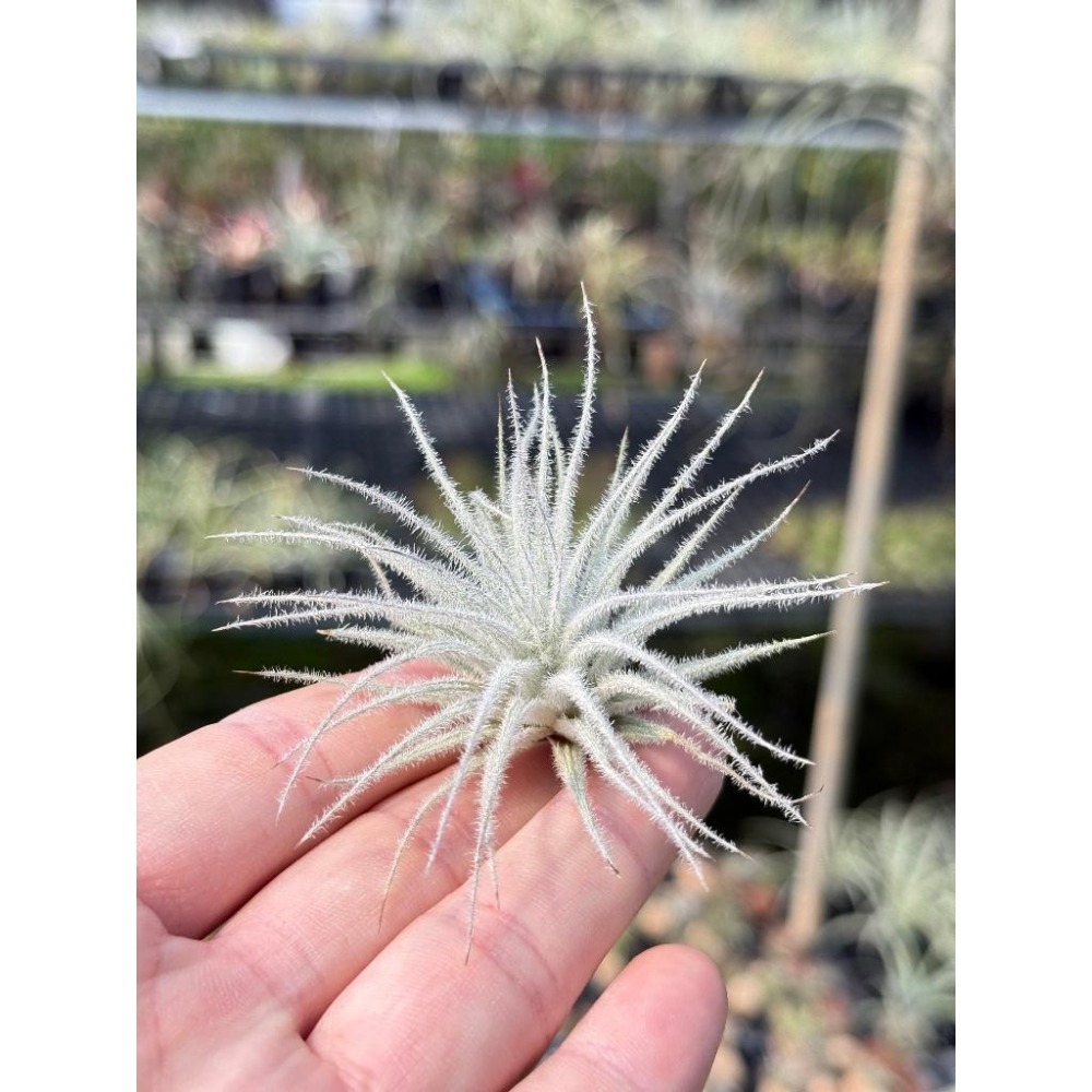幸福貓「花電＋G毛毯子/組合包」 空氣鳳梨／空鳳（新手五星推薦入門款/植物/地表最強/送禮小物/交換小物/婚禮小物）-細節圖2