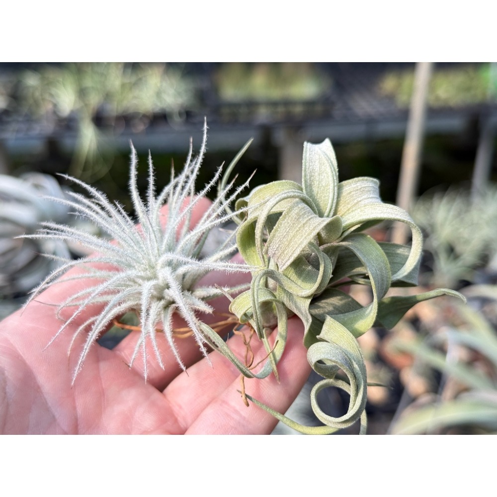 花電(S)＋G毛毯子(葉傷)