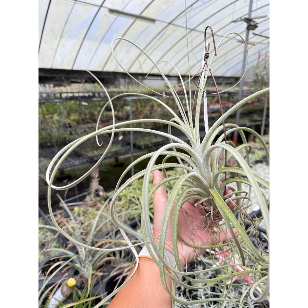 幸福貓「噴泉」 空氣鳳梨／空鳳（新手五星推薦入門款/植物/地表最強/送禮小物/交換小物/婚禮小物）-細節圖2