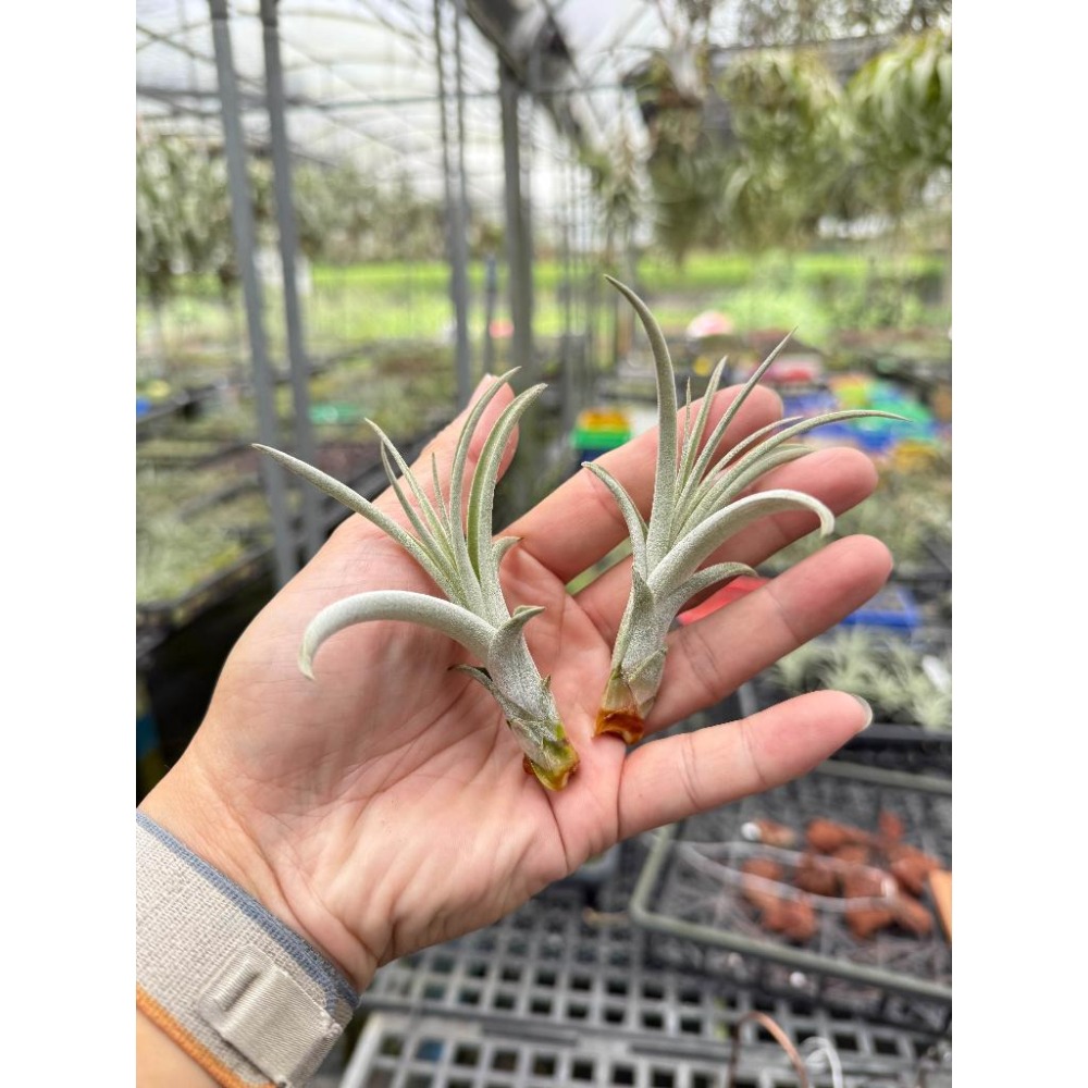 幸福貓「噴泉」 空氣鳳梨／空鳳（新手五星推薦入門款/植物/地表最強/送禮小物/交換小物/婚禮小物）-細節圖3