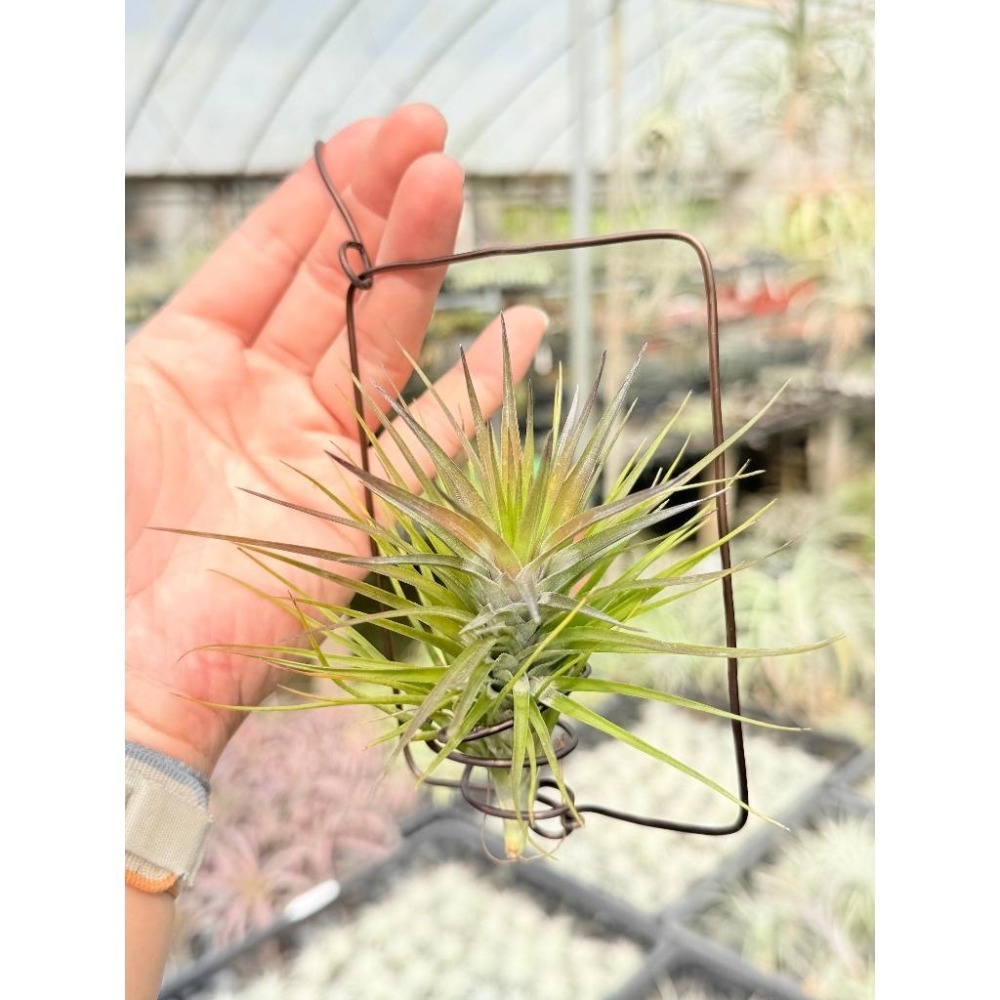 幸福貓「白花紫水晶」 空氣鳳梨／空鳳（新手五星推薦入門款/植物/地表最強/送禮小物/交換小物/婚禮小物）-細節圖2