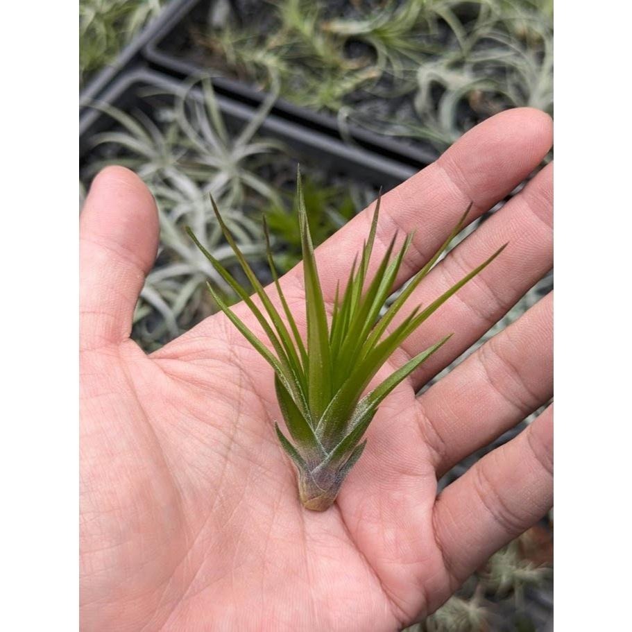 幸福貓「白花紫水晶」 空氣鳳梨／空鳳（新手五星推薦入門款/植物/地表最強/送禮小物/交換小物/婚禮小物）-細節圖3
