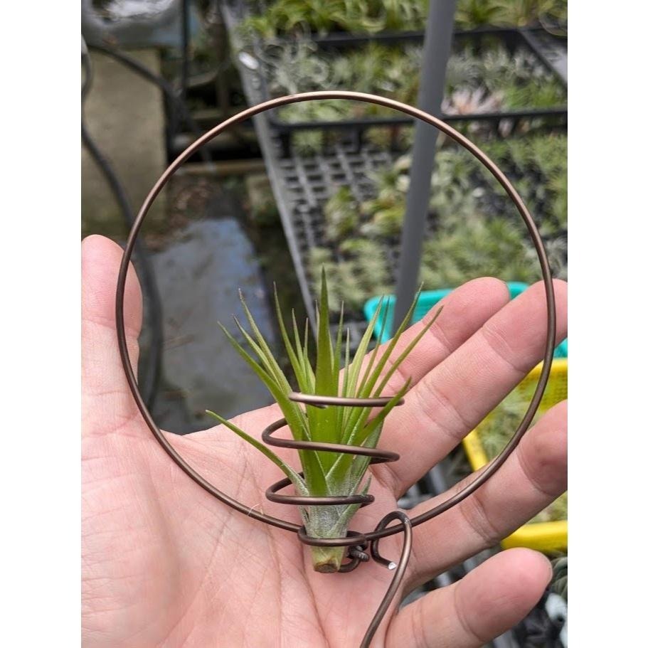 幸福貓「白花紫水晶」 空氣鳳梨／空鳳（新手五星推薦入門款/植物/地表最強/送禮小物/交換小物/婚禮小物）-細節圖4