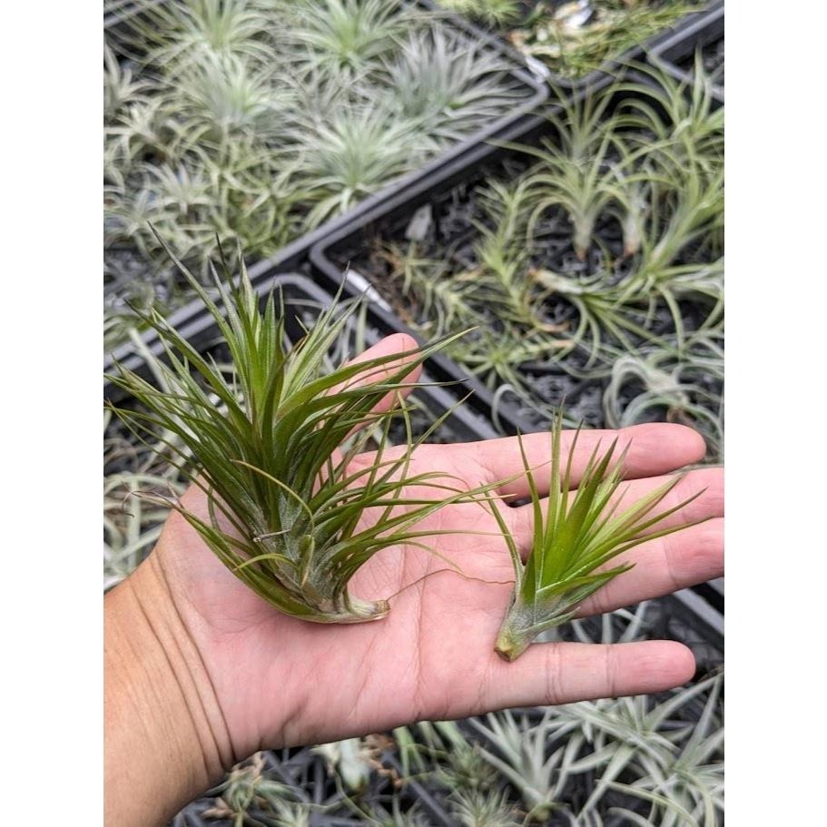 幸福貓「白花紫水晶」 空氣鳳梨／空鳳（新手五星推薦入門款/植物/地表最強/送禮小物/交換小物/婚禮小物）-細節圖5