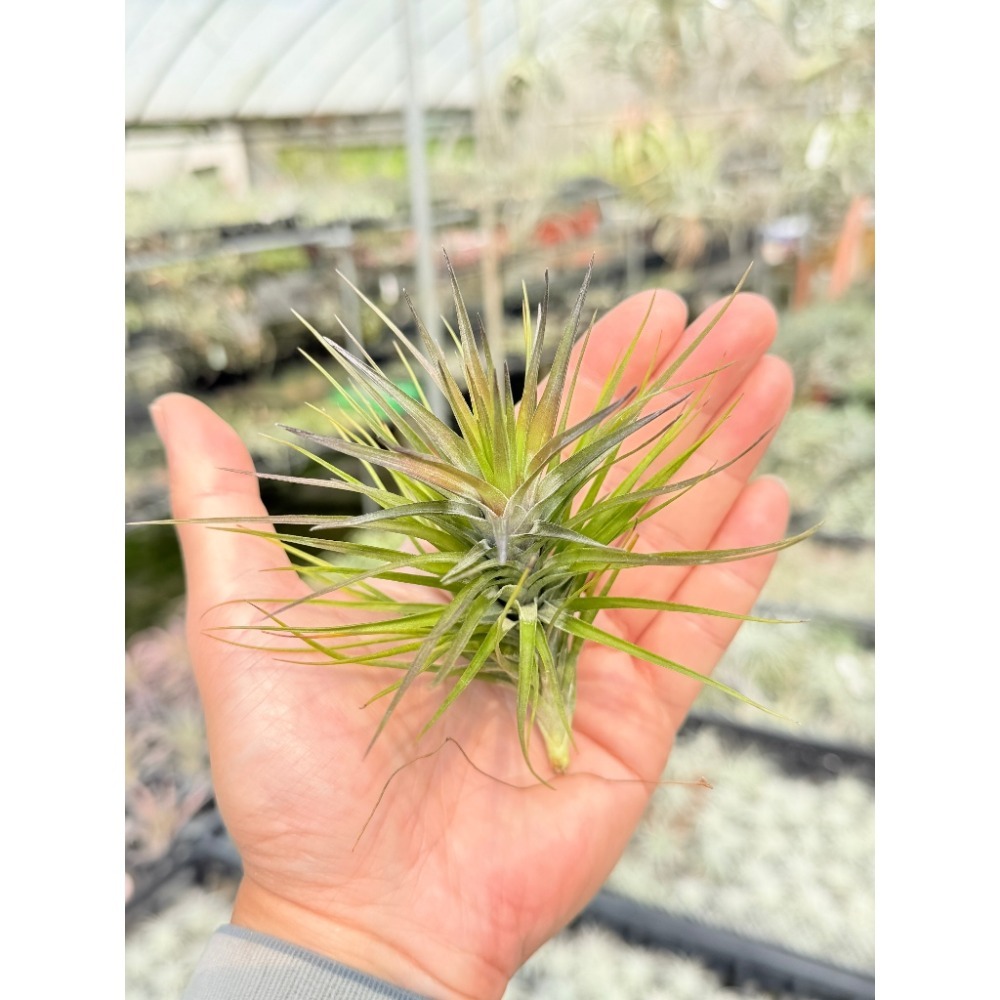 幸福貓「白花紫水晶」 空氣鳳梨／空鳳（新手五星推薦入門款/植物/地表最強/送禮小物/交換小物/婚禮小物）-規格圖7