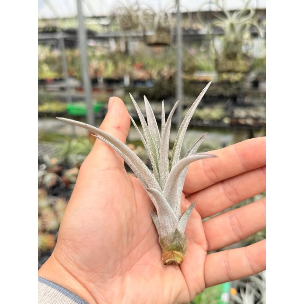 幸福貓「香檳x三色花」 空氣鳳梨／空鳳（新手五星推薦入門款/植物/地表最強/送禮小物/交換小物/婚禮小物）-細節圖2