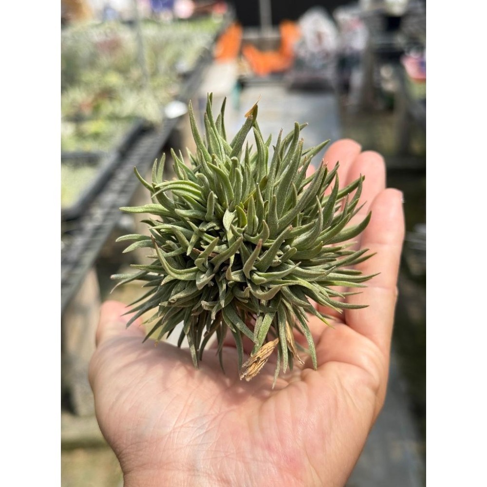 幸福貓「阿根廷那 」空氣鳳梨／空鳳（植物/地表最強/送禮小物/交換小物/婚禮小物）-細節圖2