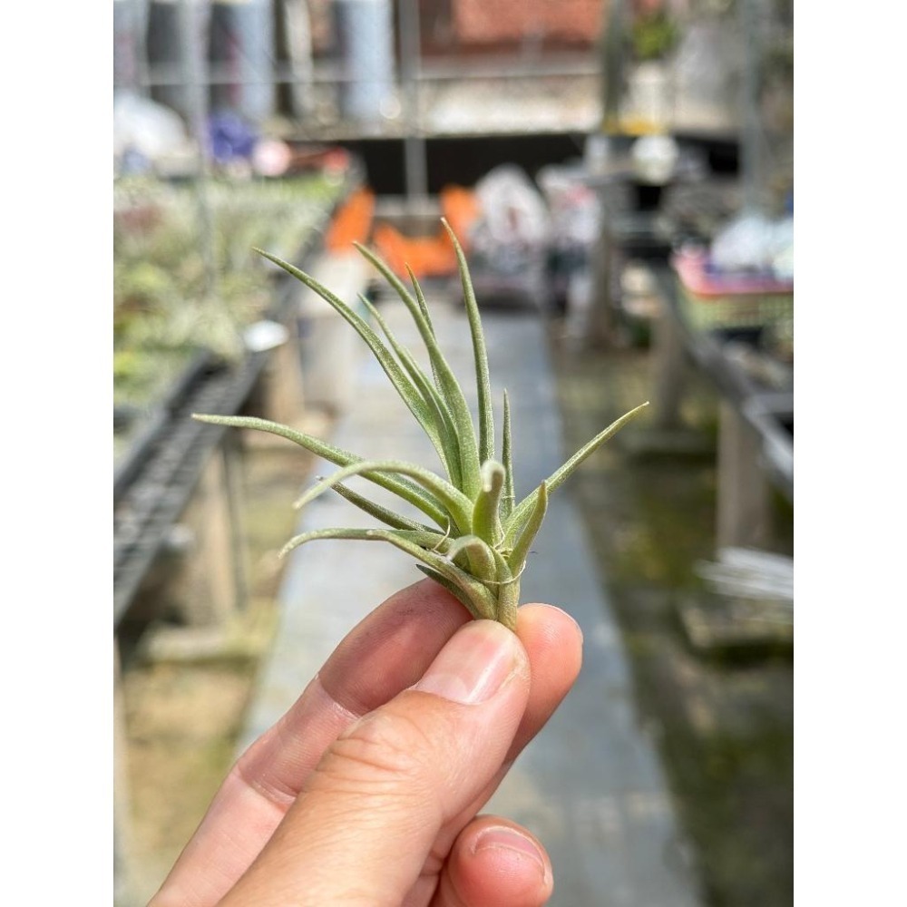 幸福貓「阿根廷那 」空氣鳳梨／空鳳（植物/地表最強/送禮小物/交換小物/婚禮小物）-細節圖3