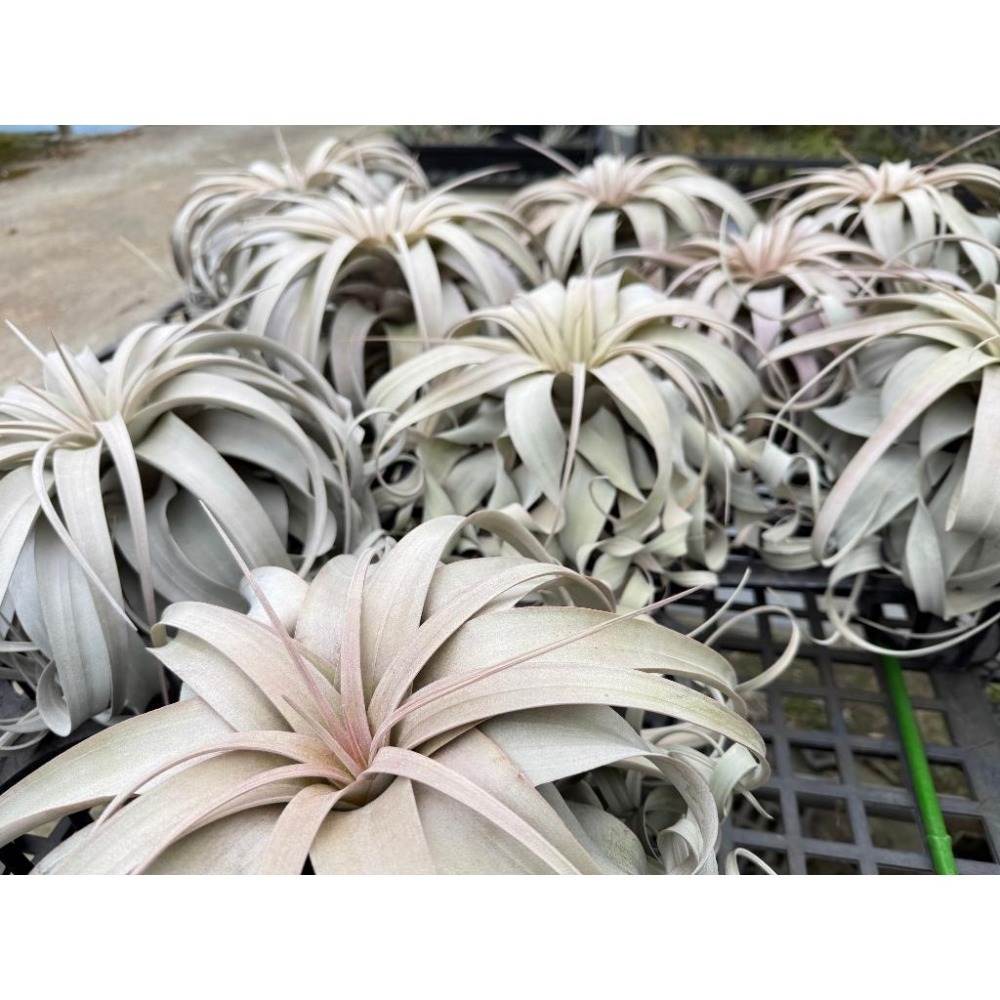 幸福貓「霸王」 空氣鳳梨／空鳳（新手五星推薦入門款/植物/地表最強/送禮小物/交換小物/婚禮小物）-細節圖2