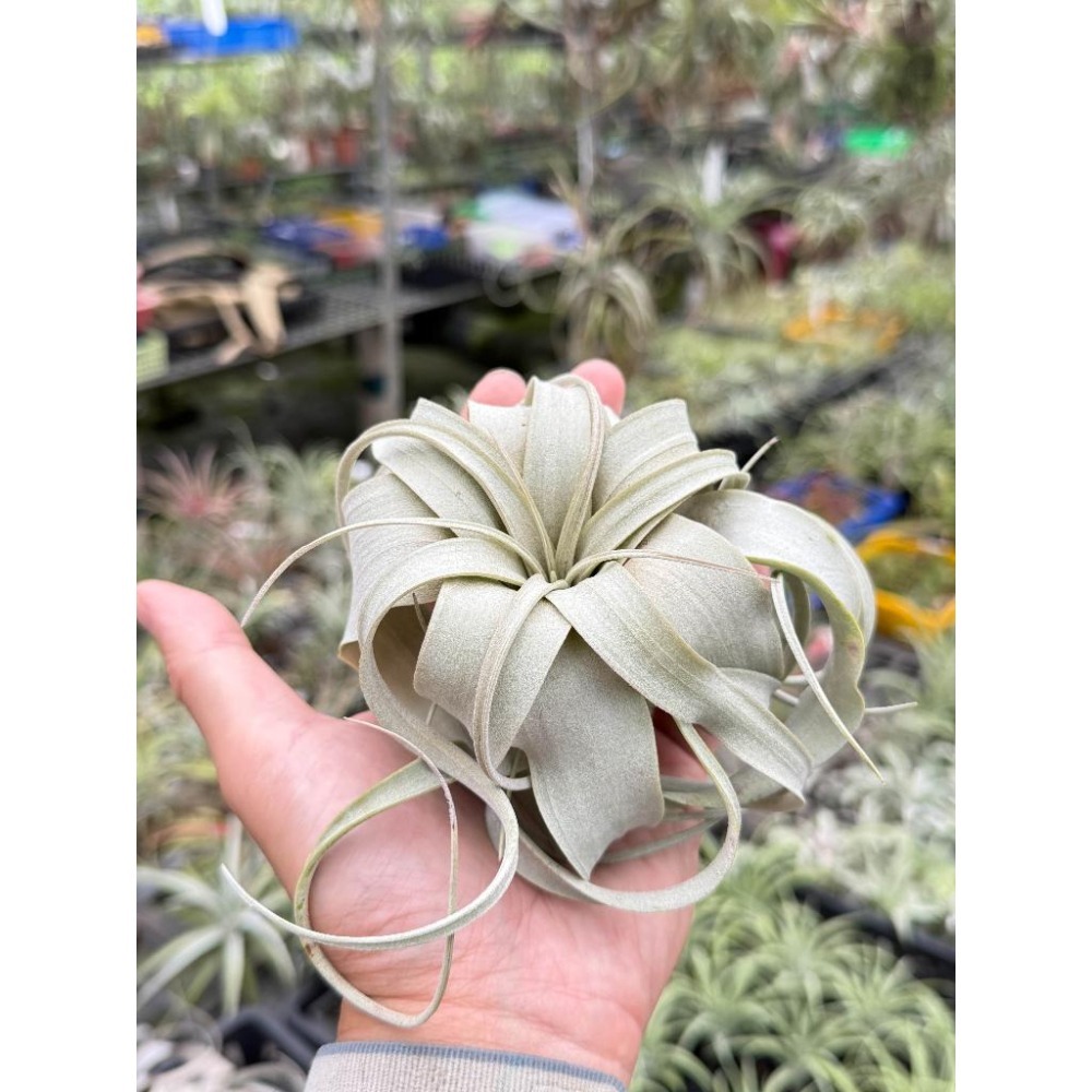 幸福貓「霸王」 空氣鳳梨／空鳳（新手五星推薦入門款/植物/地表最強/送禮小物/交換小物/婚禮小物）-細節圖3