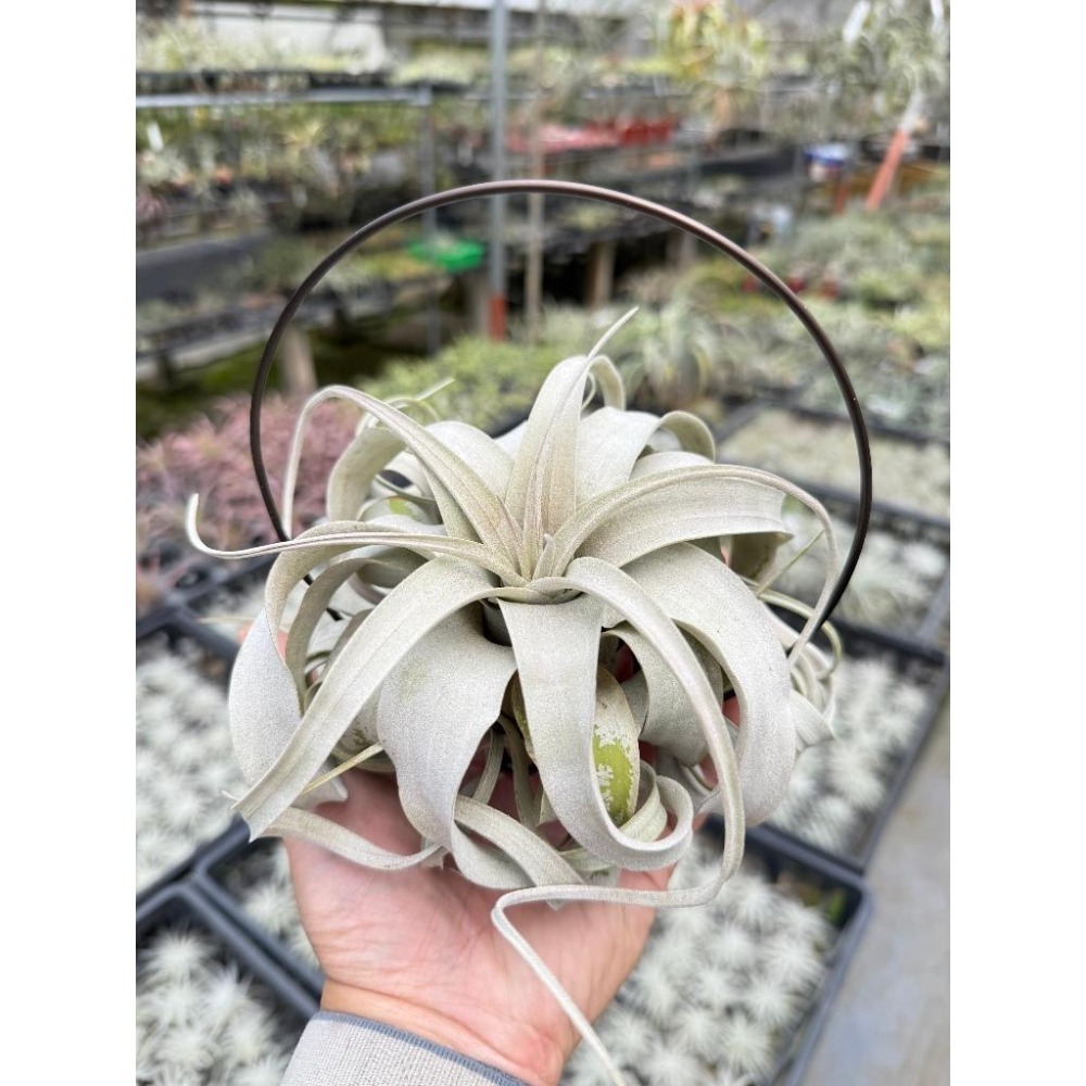 幸福貓「霸王」 空氣鳳梨／空鳳（新手五星推薦入門款/植物/地表最強/送禮小物/交換小物/婚禮小物）-細節圖5