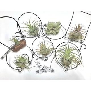 幸福貓「霸王」 空氣鳳梨／空鳳（新手五星推薦入門款/植物/地表最強/送禮小物/交換小物/婚禮小物）-細節圖6