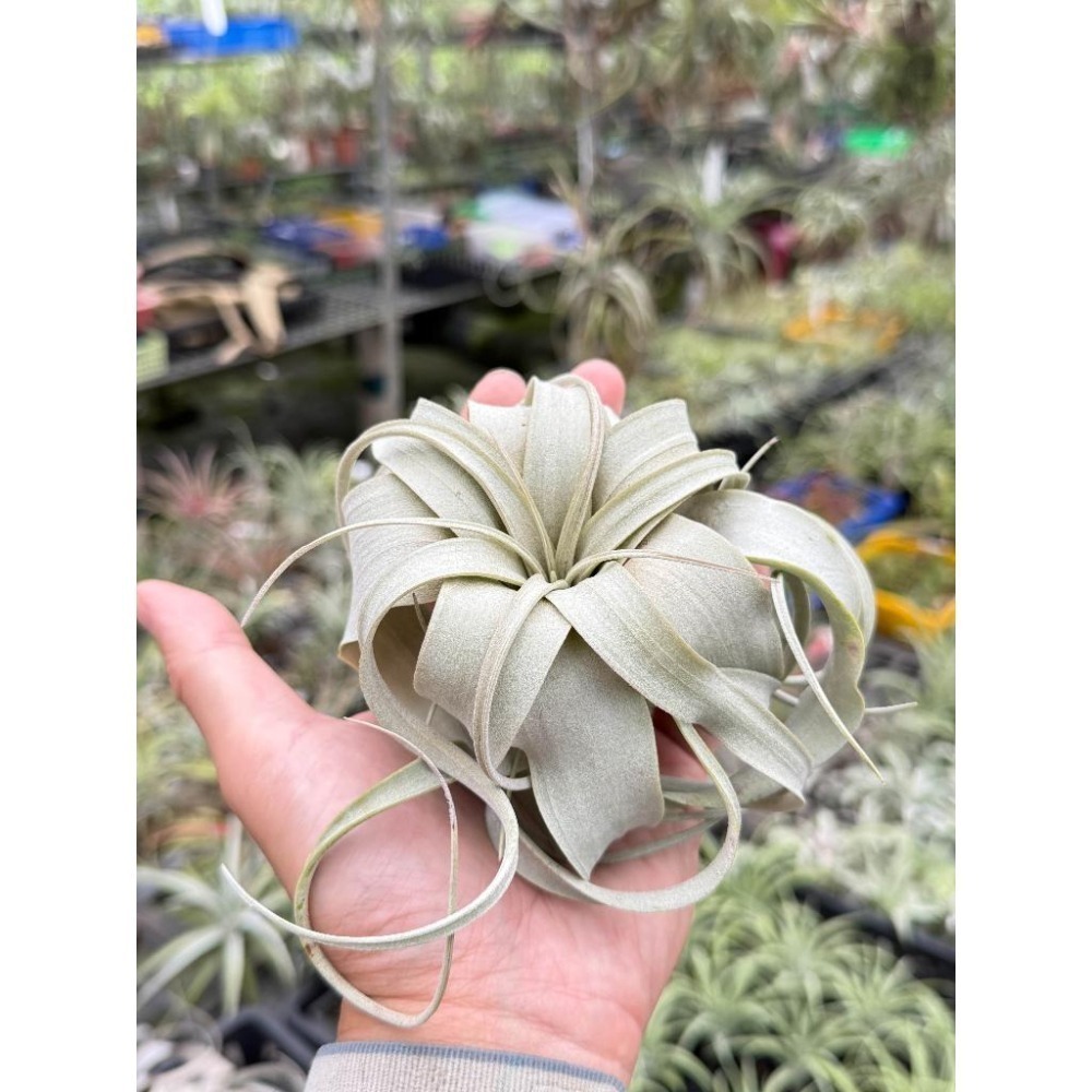 幸福貓「霸王」 空氣鳳梨／空鳳（新手五星推薦入門款/植物/地表最強/送禮小物/交換小物/婚禮小物）-細節圖3