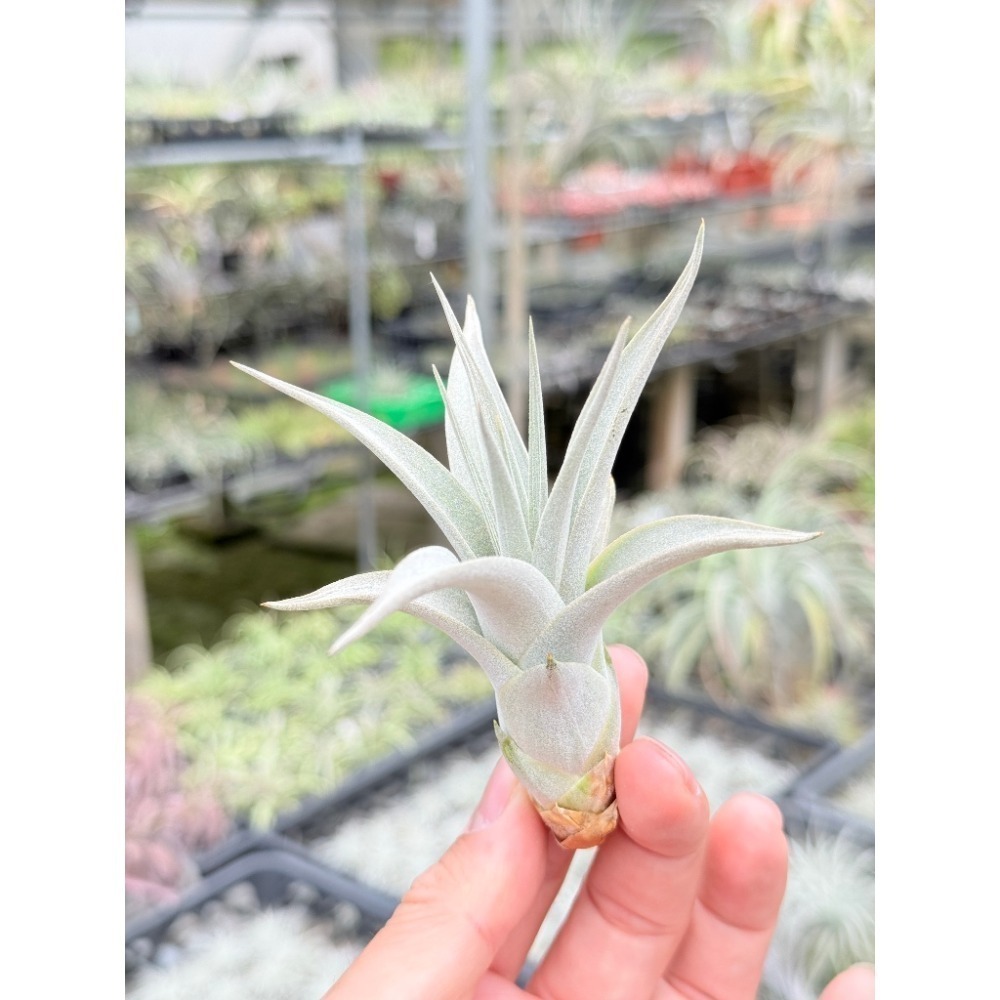 幸福貓「霸王」 空氣鳳梨／空鳳（新手五星推薦入門款/植物/地表最強/送禮小物/交換小物/婚禮小物）-規格圖7