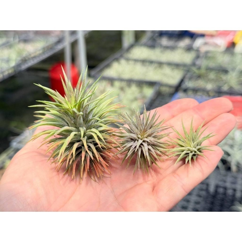 幸福貓「昴宿星團小精靈」 空氣鳳梨／空鳳（新手五星推薦入門款/植物/地表最強/送禮小物/交換小物/婚禮小物）-細節圖2