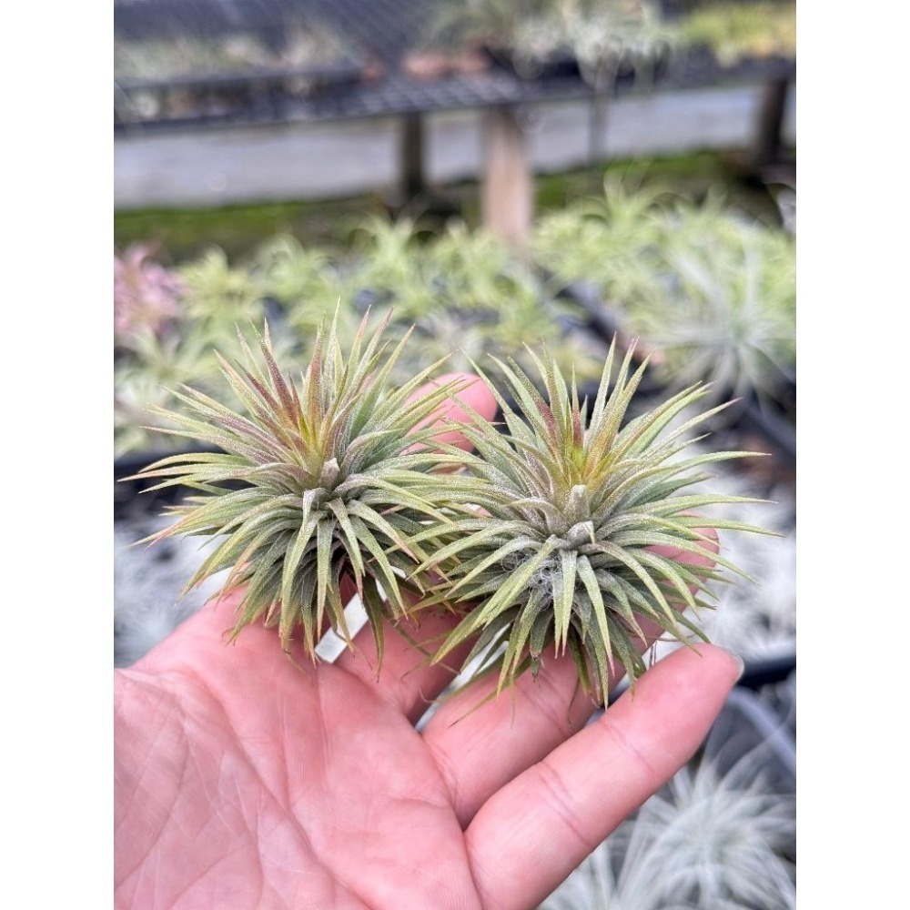 幸福貓「昴宿星團小精靈」 空氣鳳梨／空鳳（新手五星推薦入門款/植物/地表最強/送禮小物/交換小物/婚禮小物）-細節圖3