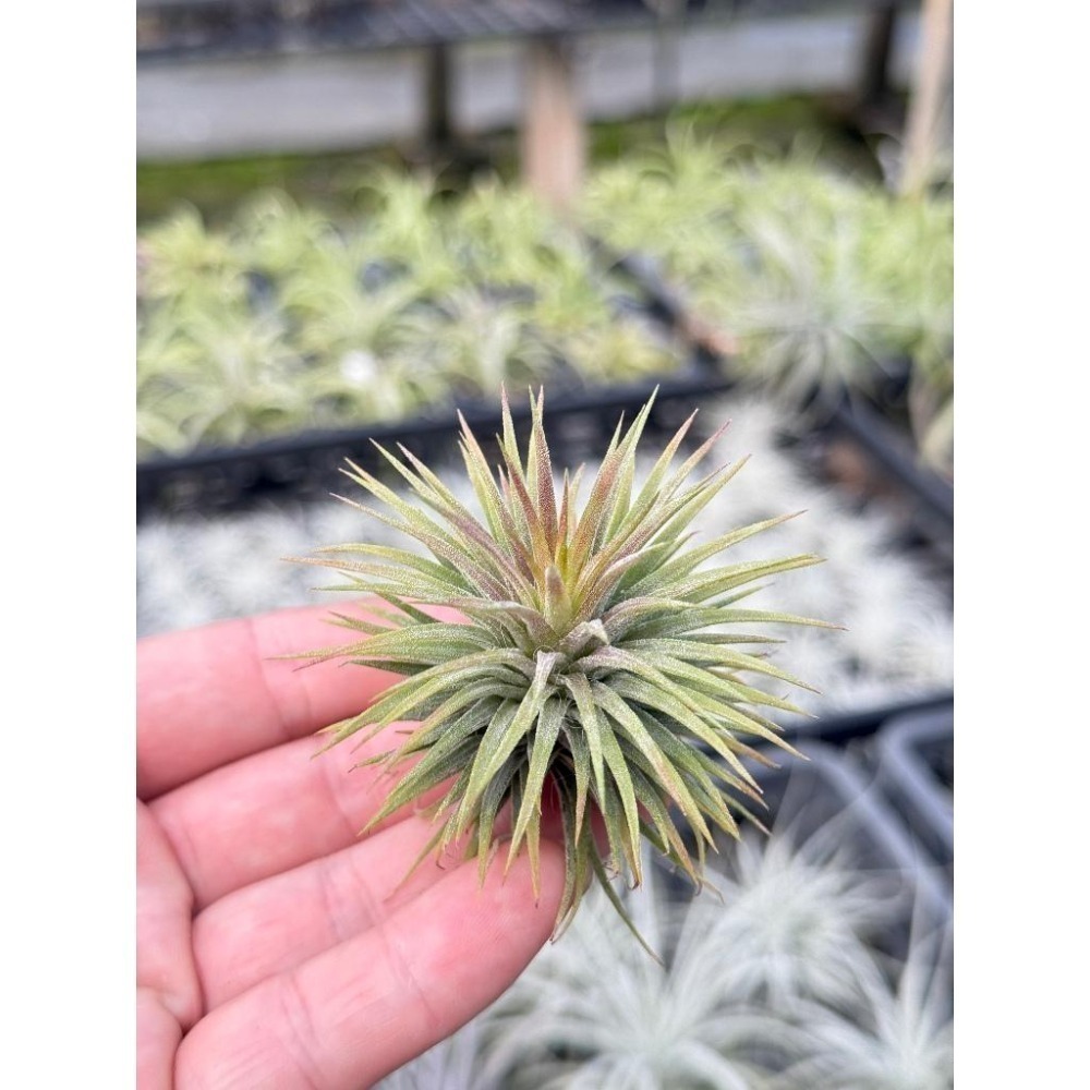 幸福貓「昴宿星團小精靈」 空氣鳳梨／空鳳（新手五星推薦入門款/植物/地表最強/送禮小物/交換小物/婚禮小物）-細節圖4