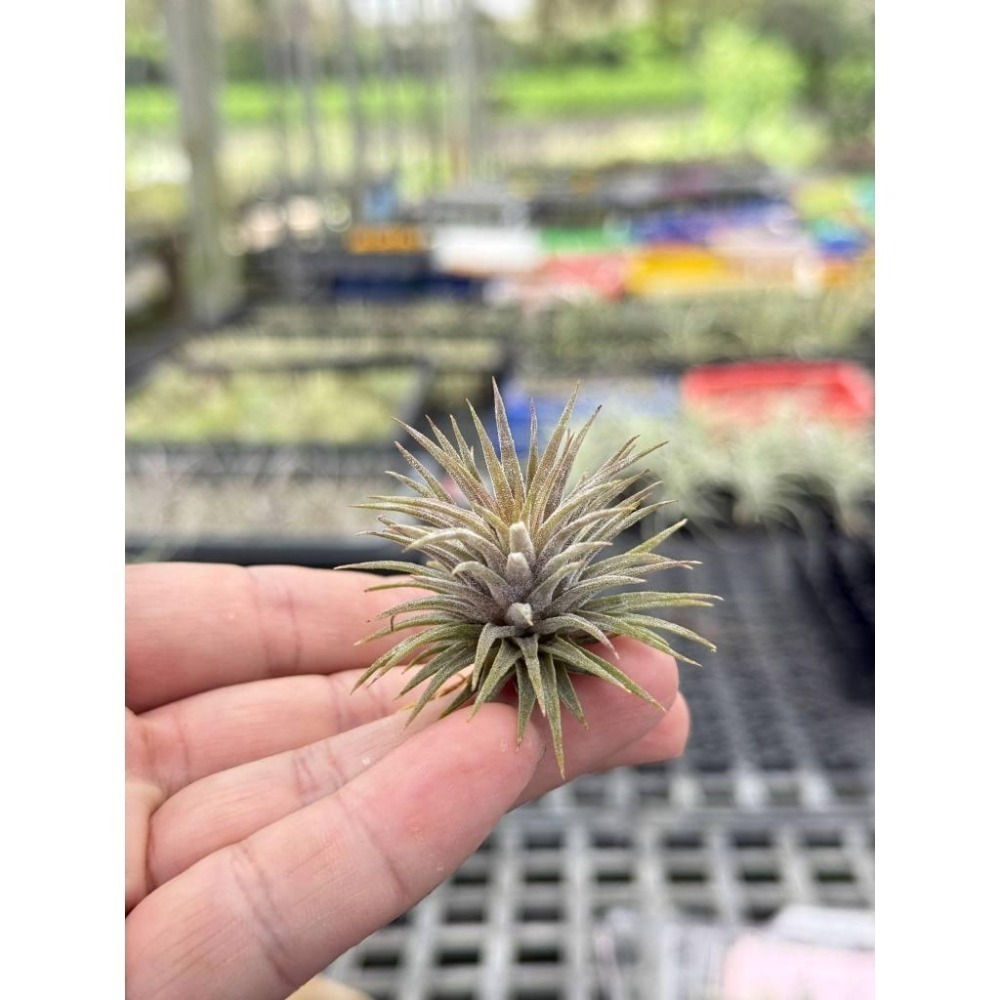 幸福貓「昴宿星團小精靈」 空氣鳳梨／空鳳（新手五星推薦入門款/植物/地表最強/送禮小物/交換小物/婚禮小物）-細節圖5