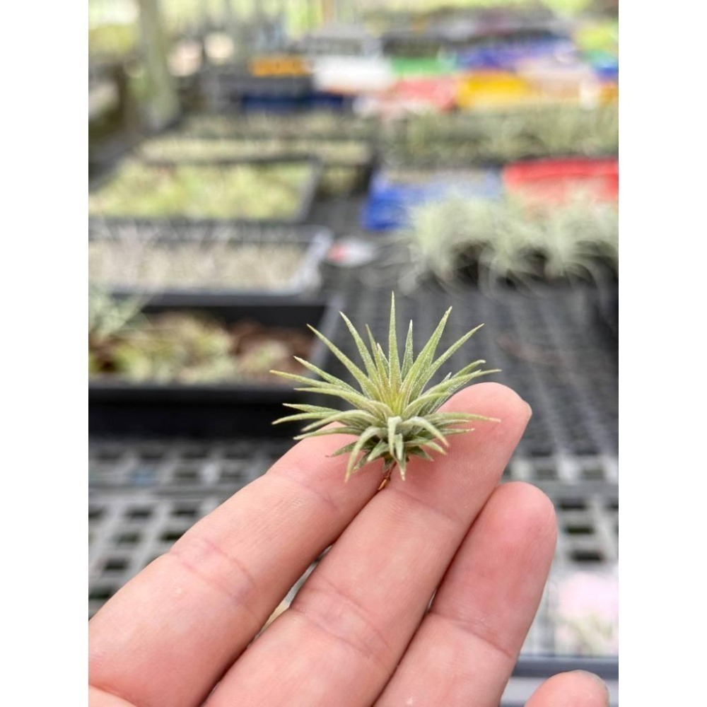 幸福貓「昴宿星團小精靈」 空氣鳳梨／空鳳（新手五星推薦入門款/植物/地表最強/送禮小物/交換小物/婚禮小物）-細節圖6