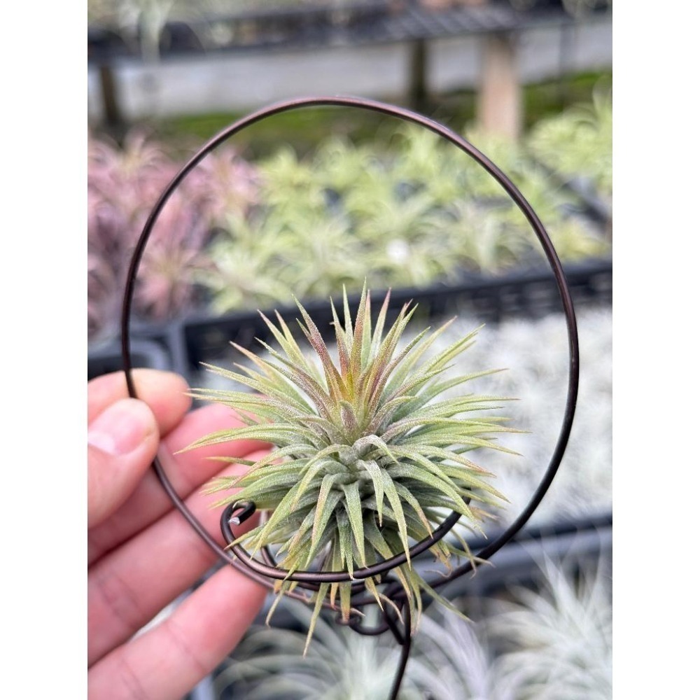 幸福貓「昴宿星團小精靈」 空氣鳳梨／空鳳（新手五星推薦入門款/植物/地表最強/送禮小物/交換小物/婚禮小物）-細節圖7