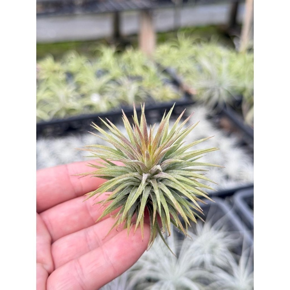 幸福貓「昴宿星團小精靈」 空氣鳳梨／空鳳（新手五星推薦入門款/植物/地表最強/送禮小物/交換小物/婚禮小物）-細節圖4
