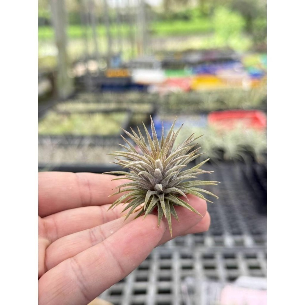 幸福貓「昴宿星團小精靈」 空氣鳳梨／空鳳（新手五星推薦入門款/植物/地表最強/送禮小物/交換小物/婚禮小物）-細節圖5