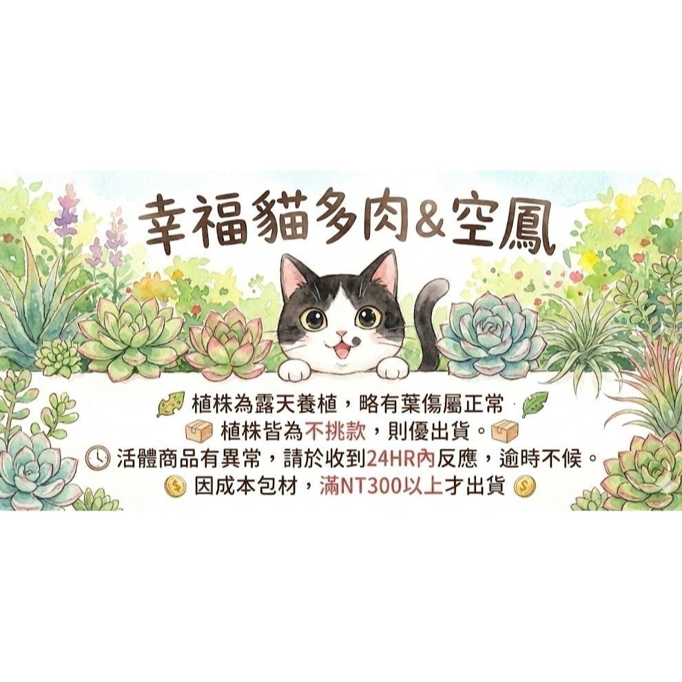 幸福貓「昴宿星團小精靈」 空氣鳳梨／空鳳（新手五星推薦入門款/植物/地表最強/送禮小物/交換小物/婚禮小物）-細節圖9