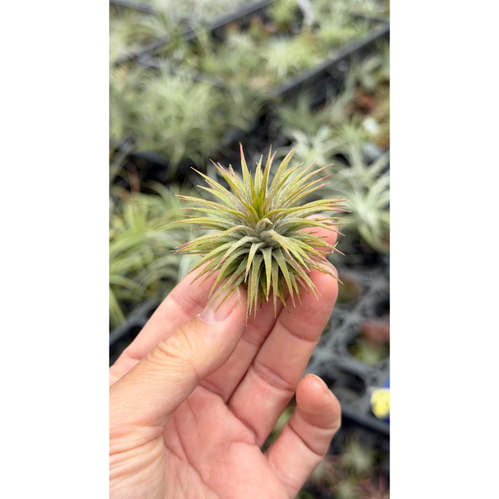 幸福貓「昴宿星團小精靈」 空氣鳳梨／空鳳（新手五星推薦入門款/植物/地表最強/送禮小物/交換小物/婚禮小物）-規格圖9