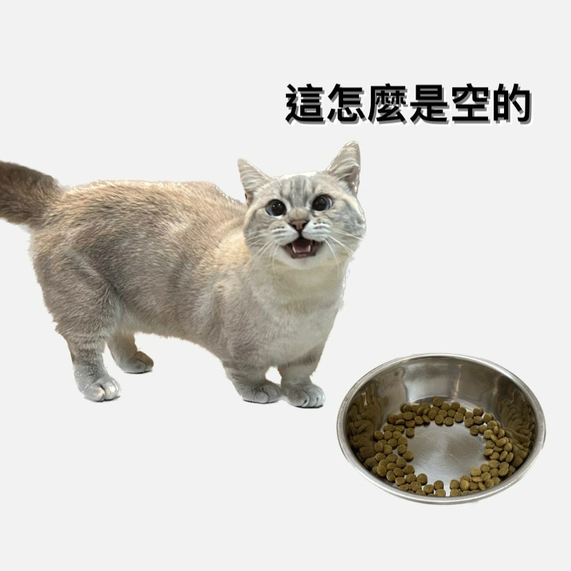 寵物陶瓷碗 台灣現貨 碗架 傾斜貓碗 送止滑貼 預防黑下巴 貓咪小型犬 飼料碗 寵物用品-細節圖5