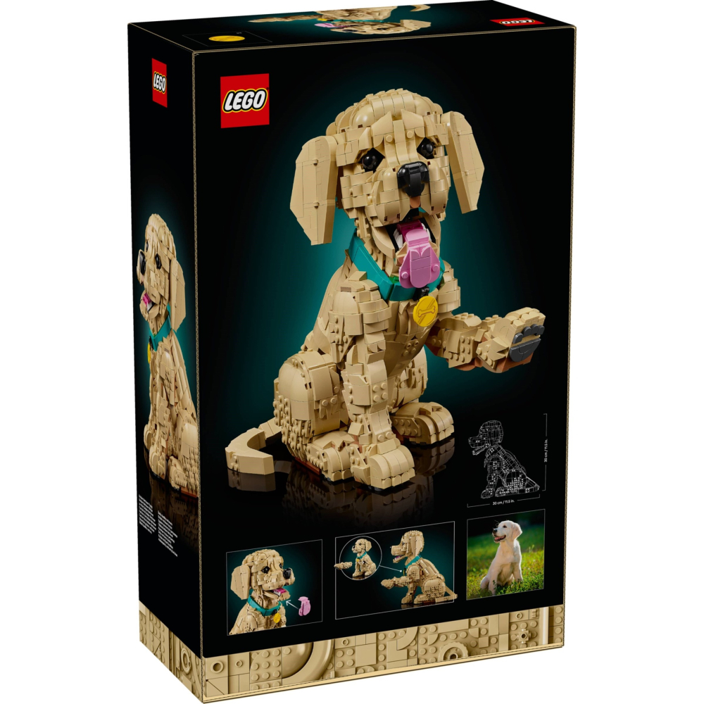 可刷卡 【群樂】建議選郵寄 盒組 LEGO 11384	Golden Retriever Puppy-細節圖3